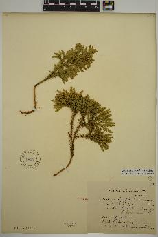 spécimen de Dendrolycopodium dendroideum