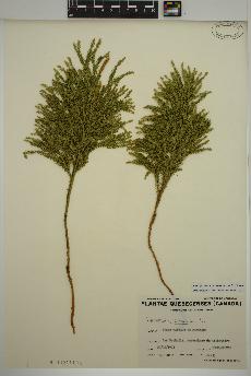 spécimen de Dendrolycopodium dendroideum