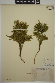 spécimen de Dendrolycopodium dendroideum