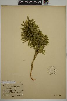 spécimen de Dendrolycopodium dendroideum