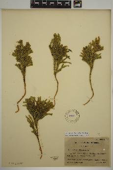 spécimen de Dendrolycopodium dendroideum