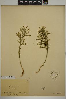 spécimen de Dendrolycopodium dendroideum