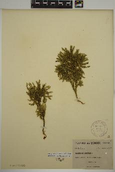 spécimen de Dendrolycopodium dendroideum