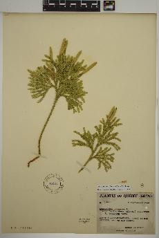 spécimen de Dendrolycopodium dendroideum