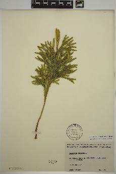 spécimen de Dendrolycopodium dendroideum