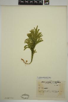 spécimen de Dendrolycopodium dendroideum