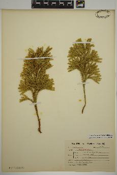 spécimen de Dendrolycopodium dendroideum