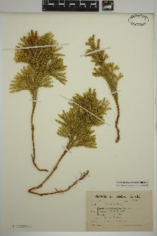 spécimen de Lycopodium dendroideum