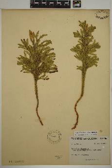 spécimen de Dendrolycopodium dendroideum