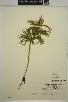 spécimen de Dendrolycopodium dendroideum