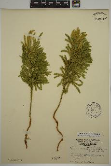 spécimen de Dendrolycopodium dendroideum