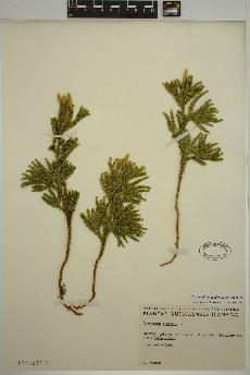 spécimen de Dendrolycopodium dendroideum