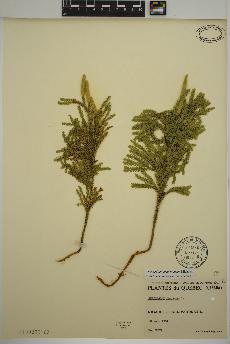 spécimen de Dendrolycopodium dendroideum