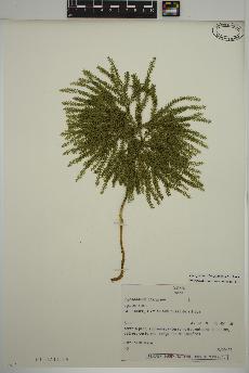 spécimen de Dendrolycopodium dendroideum