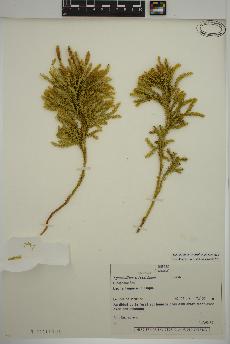 spécimen de Dendrolycopodium dendroideum