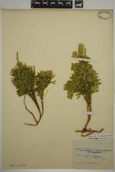 spécimen de Dendrolycopodium dendroideum