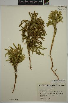 spécimen de Dendrolycopodium dendroideum