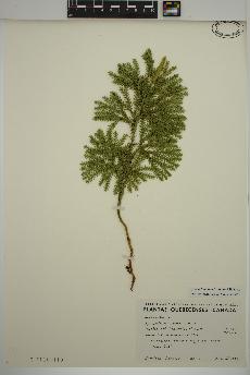 spécimen de Dendrolycopodium dendroideum