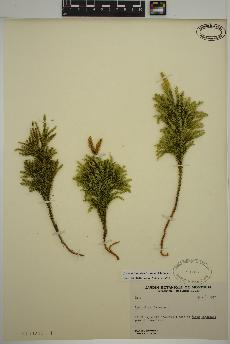 spécimen de Dendrolycopodium dendroideum