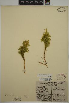 spécimen de Dendrolycopodium dendroideum