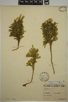 spécimen de Dendrolycopodium dendroideum