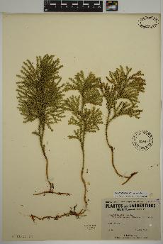 spécimen de Dendrolycopodium dendroideum