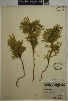 spécimen de Dendrolycopodium dendroideum