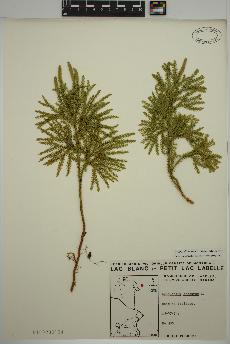 spécimen de Dendrolycopodium dendroideum