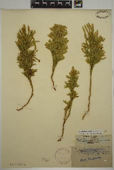 spécimen de Dendrolycopodium dendroideum