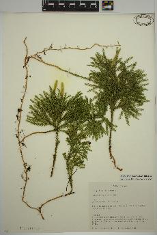 spécimen de Dendrolycopodium dendroideum