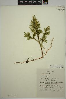 spécimen de Dendrolycopodium dendroideum