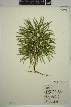 spécimen de Dendrolycopodium dendroideum