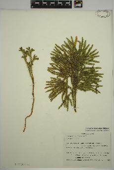 spécimen de Dendrolycopodium dendroideum