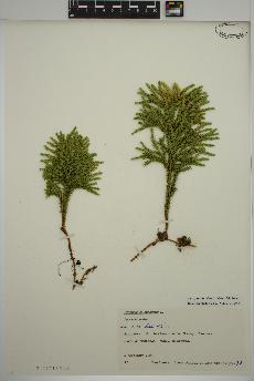 spécimen de Dendrolycopodium dendroideum