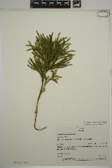 spécimen de Dendrolycopodium dendroideum