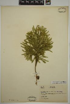 spécimen de Dendrolycopodium dendroideum