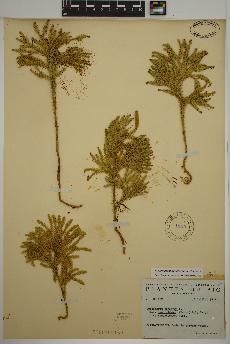 spécimen de Dendrolycopodium dendroideum