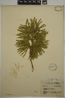 spécimen de Dendrolycopodium dendroideum