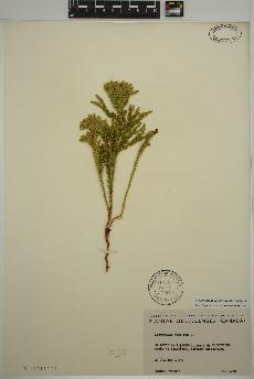 spécimen de Dendrolycopodium dendroideum