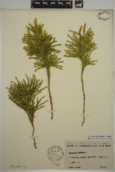 spécimen de Dendrolycopodium dendroideum