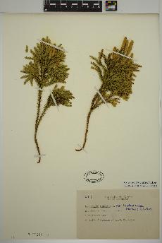 spécimen de Dendrolycopodium dendroideum