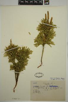 spécimen de Dendrolycopodium dendroideum