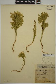 spécimen de Dendrolycopodium dendroideum