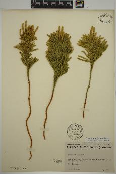 spécimen de Dendrolycopodium dendroideum