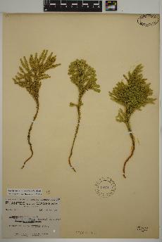 spécimen de Dendrolycopodium dendroideum