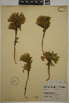 spécimen de Dendrolycopodium dendroideum