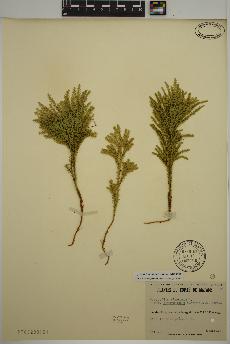 spécimen de Dendrolycopodium dendroideum