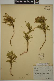 spécimen de Dendrolycopodium dendroideum