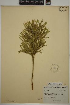 spécimen de Dendrolycopodium dendroideum