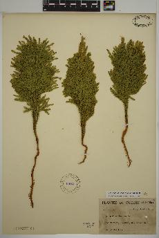 spécimen de Dendrolycopodium dendroideum